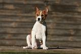 BASENJI 193